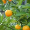 mandarins, oranges, citrus fruits-2204870.jpg