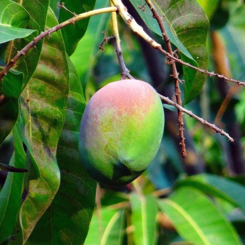mango, mangifera indica, about ripe