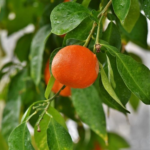 orange, orange tree, citrus fruit